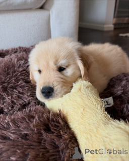 Photo №1. golden retriever - à vendre en ville de Genève | négocié | Annonce №179023