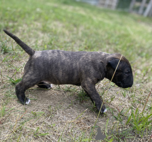 Photo №3. Bull terrier bull terrier standard FCI mâle/femelle. Pologne