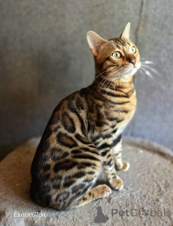 Photo №3. Accouplement des chats du Bengale en Biélorussie. Annonce № 174046