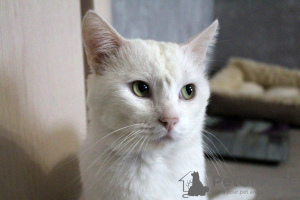 Photos supplémentaires: Le chat blond Zephyr cherche de toute urgence un foyer