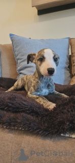 Photo №4. Je vais vendre lévrier persan en ville de Bachka-palanka.  - prix - négocié