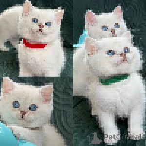 Photo №3. bébés blancs moelleux de maika - chatons british shorthair. Luxembourg