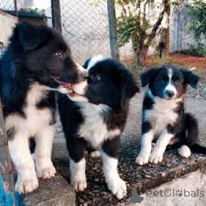 Photo №1. border collie - à vendre en ville de Helsinki | 700€ | Annonce №164688