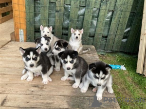 Photo №1. husky de sibérie - à vendre en ville de Bristol | 450€ | Annonce №116164