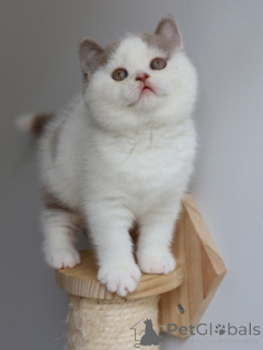 Photo №3. Magnifiques chatons British Shorthair à vendre Des animaux de compagnie. Allemagne