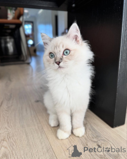 Photo №1. ragdoll - à vendre en ville de Avignon | négocié | Annonce № 156536
