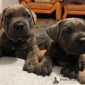 Photo №2 de l'annonce № 125681 de la vente cane corso - acheter à La finlande annonce privée, éleveur