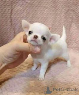 Photo №4. Je vais vendre  en ville de Ansonia.  - prix - négocié