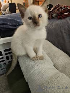 Photo №3. Myytävänä siamilaisia kissanpentuja. La finlande