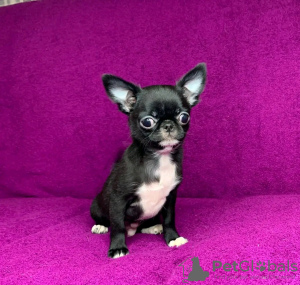 Photo №1. chihuahua - à vendre en ville de Virginia Beach | 584€ | Annonce №132398