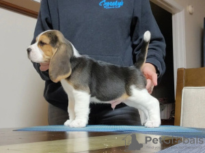 Photo №1. beagle - à vendre en ville de Дрезден | 376€ | Annonce №127647