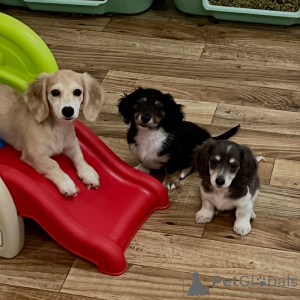 Photo №1. teckel - à vendre en ville de Berlin | négocié | Annonce №155639