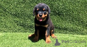 Photo №1. rottweiler - à vendre en ville de Barendrecht | Gratuit | Annonce №159200