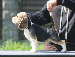 Photo №1. beagle - à vendre en ville de Minsk | 638€ | Annonce №2909