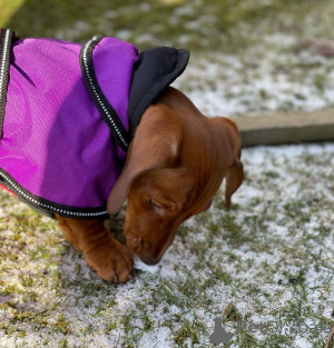 Photo №4. Je vais vendre teckel en ville de Saint-Alexandre.  - prix - 750€