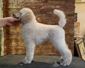 Photo №3. Chiots standard de caniche. Serbie