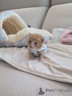 Photo №4. Je vais vendre scottish fold en ville de Afionas. éleveur - prix - 300€