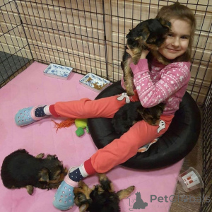 Photo №1. yorkshire terrier - à vendre en ville de Härnösand | négocié | Annonce №170433