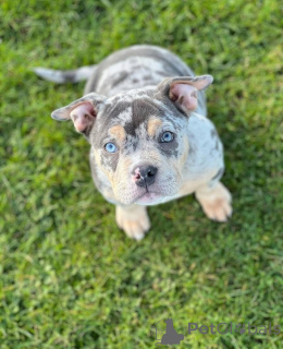 Photo №1. american bully - à vendre en ville de Ville de Londres | 550€ | Annonce №158588
