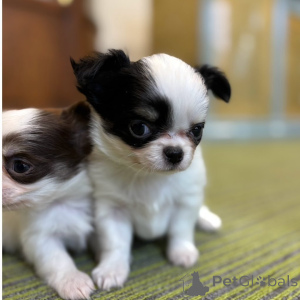 Photo №1. chihuahua - à vendre en ville de Cologne | Gratuit | Annonce №151223