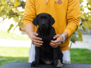 Photos supplémentaires: Chiots labrador retriever