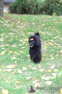 Photos supplémentaires: Chiot caniche jouet chienne