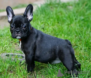 Photo №1. bouledogue - à vendre en ville de Cologne | 331€ | Annonce №117876