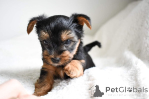 Photo №4. Je vais vendre yorkshire terrier en ville de Barcelone. annonce privée - prix - 500€