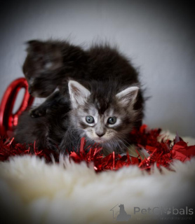 Photo №1. maine coon - à vendre en ville de Hockenheim | 350€ | Annonce № 173526