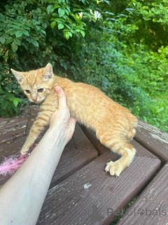 Photo №1. bobtail américain à longs poils - à vendre en ville de Bad Wildungen | négocié | Annonce № 170331