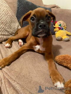 Photo №1. boxer - à vendre en ville de Londerzeel | 500€ | Annonce №159420