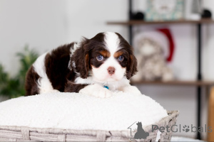 Photo №2 de l'annonce № 160074 de la vente cavalier king charles spaniel - acheter à Allemagne annonce privée