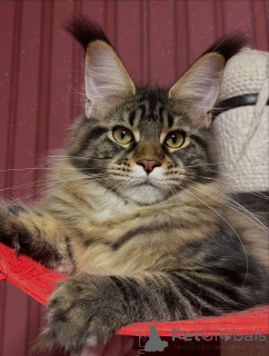 Photo №2 de l'annonce № 161204 de la vente maine coon - acheter à USA éleveur