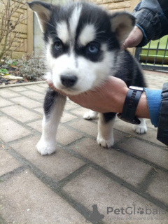 Photo №2 de l'annonce № 89574 de la vente husky de sibérie - acheter à Suède annonce privée