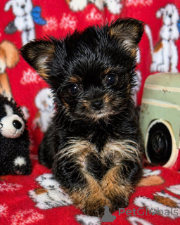 Photo №1. biewer yorkshire terrier - à vendre en ville de Washington | 969€ | Annonce №168220