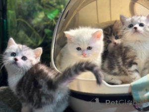 Photo №4. Je vais vendre munchkin en ville de Munich. éleveur - prix - négocié