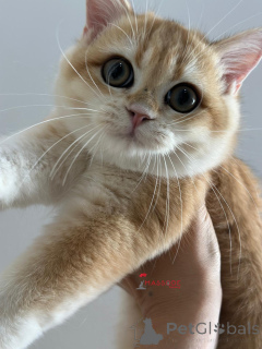 Photo №4. Je vais vendre british shorthair en ville de Istanbul. éleveur - prix - 2125€