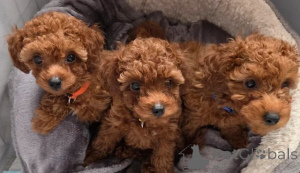 Photo №1. caniche (jouet) - à vendre en ville de Capelle aan den ijssel | 339€ | Annonce №166521