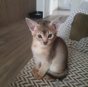 Photo №1. abyssin - à vendre en ville de Schwerte | 350€ | Annonce № 178021