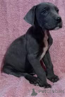 Photo №2 de l'annonce № 165435 de la vente dogue allemand - acheter à L'Autriche annonce privée, éleveur