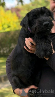 Photo №3. Chiots Mittelschnauzer. Serbie