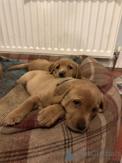 Photo №2 de l'annonce № 128727 de la vente labrador retriever - acheter à USA annonce privée