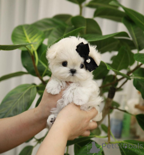 Photo №4. Je vais vendre  en ville de Village de Drake.  - prix - Gratuit