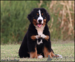 Photos supplémentaires: Chiots Bouvier Bernois