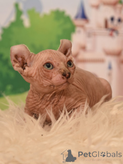 Photo №4. Je vais vendre elf en ville de Haïfa. de la fourrière - prix - négocié