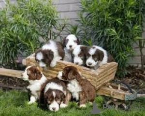 Photo №4. Je vais vendre bearded collie en ville de Berlin.  - prix - négocié