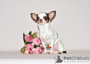 Photos supplémentaires: Belle princesse miniature. Fille chihuahua.