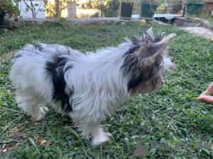 Photo №4. Je vais vendre yorkshire terrier en ville de Ioannina. éleveur - prix - 1900€