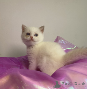 Photo №3. Chatons British Shorthair et Longhair. Belgique