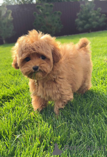 Photo №1. caniche (jouet) - à vendre en ville de Brighton et Hove | 550€ | Annonce №154731